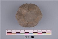 藏品(藤壺)的圖片